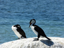 Cormorans - Australie